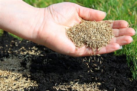 If you don't know what you are doing, follow a lawn seeding how to that will walk you through the necessary steps. 6 Easy Steps to Restore a Lawn Full of Weeds