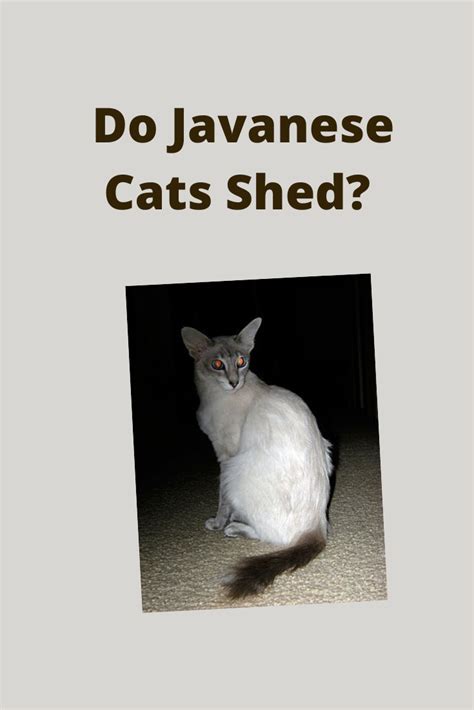 Hypoallergenic cats produce significantly fewer allergens (substances that cause allergic reactions) than other breeds. Javanese Balinese Hypoallergenic Cats