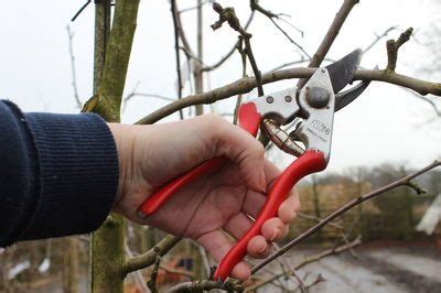 Oktober und ende februar ist ein rückschnitt von bäumen, gebüschen und anderen gehölzen erlaubt. Obstbäume schneiden - wie, wann und warum müssen sie ...