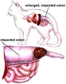 Megacolon is characterized by a decreased ability of the colon to move fecal material through in the normal way. Megacolon & Constipation in Cats | Symptoms & Diagnosis