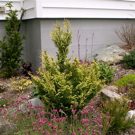 Use 'true blue' as a focal point, an accent or a backdrop to show off darker plants and contrasting textures. Sawara Cypress | chamaecyparis pisifera Cream Ball planted ...