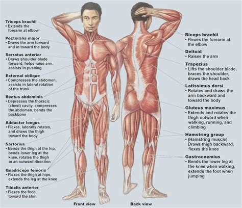 In the diagrams below, i'll be showing muscle groups in color, with a black line to show the forms that would show through the skin (i also show protruding bones that would do the same). Muscular System - Ms. House's Classroom Website