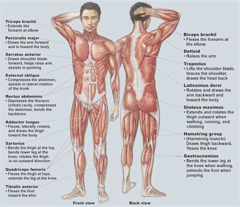 Maybe you would like to learn more about one of these? Human Muscles Diagram Labeled / labeled-muscle-diagram ...