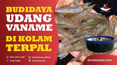 Cara budidaya udang air tawar untuk pemula. Budidaya Udang Vaname di Kolam Terpal Air Tawar | 0812 ...