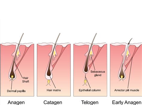 This is equivalent to around 0.2 to 0.7 inches. How Does Hair Grow? | A Touch Of Hair