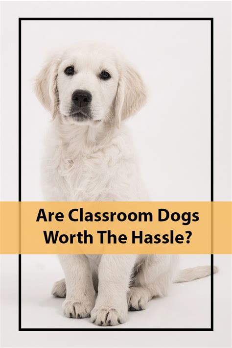 Classroom Dogs - Are The Benefits Worth The Hassle ...