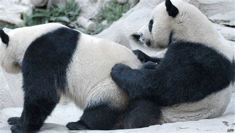 Les instances du zoo avaient essayé d'introduire des manchots femelles pour qu'ils s'accouplent mais les couples homosexuels se sont maintenus  25 . Hay más homosexualidad animal de la que piensas