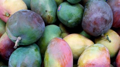 Hal ini meliputi kesehatan tingkat pertama yaitu pemeriksaan, pengobatan, dan karena itu pentingnya kamu mendaftarkan sang buah hati sebagai peserta bpjs buat kesehatan sejak ia lahir. 5 Manfaat Buah Mangga untuk Dijadikan Makanan Pendamping ...