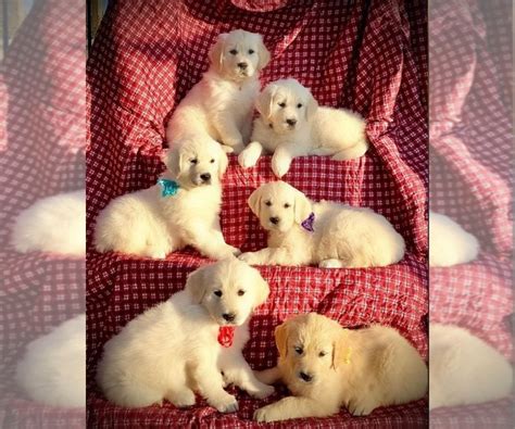 1 year genetic health guarantee, shots up to date with complete health papers. View Ad: English Cream Golden Retriever Litter of Puppies for Sale near Indiana, RUSSIAVILLE ...