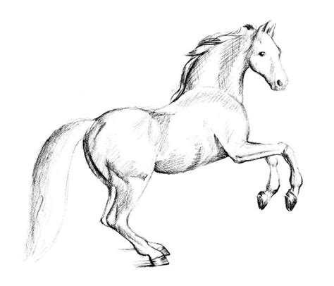 How to draw a horse. Learn How To Draw Paintings Portraits: HOW TO DRAW A HORSE ...