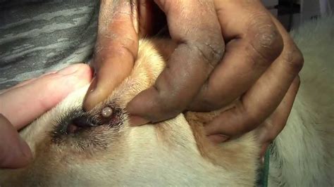 The skin, especially in kitten, is too thin to carry the. Mangoworm on the eye lid of a dog in The Gambia - YouTube