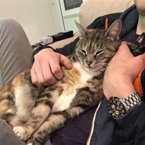 Basic instincts govern felines, so your house cat may go missing for hours or even days at a time. Boyfriend 'didn't want a cat' and we were told she 'isn't ...