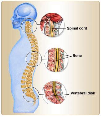 These bones work together to provide flexibility to the trunk, support the muscles of the trunk, and protect the spinal cord and spinal nerves of the back. Facts about Skeletal System / Know your skeletal System ...