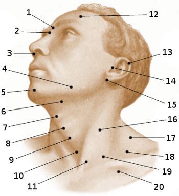 Neck and shoulders artist reference anatomy drawing tutorial. Anatomy Quiz Head And Neck - Explore Organs & Anatomy Diagram