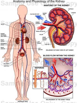 Adipose tissue known as perirenal fat surrounds the kidneys and acts as protective padding. The Green Sanctuary: Knowledge about your Kidneys