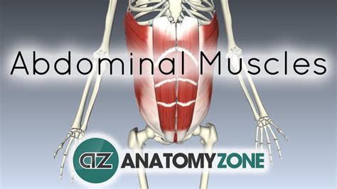Anatomy of the abdominal wall. Muscles of the Anterior Abdominal Wall - 3D Anatomy ...