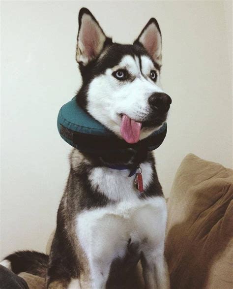 Pet sitter plus is top notch for us! Procollar: Product Review | Husky, Pet care