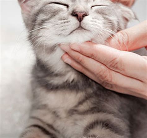 A new option that has more recently become available for managing hyperthyroid cats is to feed them on a special diet that has strictly controlled. Hyperthyroidism in Cats - Vet in Gilbertsville | Gilberts ...