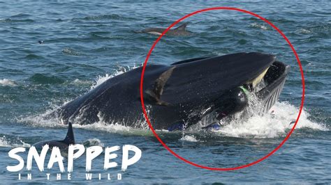 Busty mature facialized with giant load. I Was Spat Out By A Whale | SNAPPED IN THE WILD - YouTube