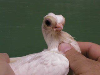 Budapest short face tumblers are a breed of fancy pigeon developed over many years of selective breeding. White Beak White