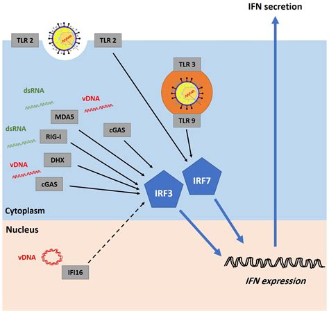 The herpes virus stays in your body forever, even if you have no symptoms. Inspirational oral Herpes Hsv-1 | Dan Tucker Auto