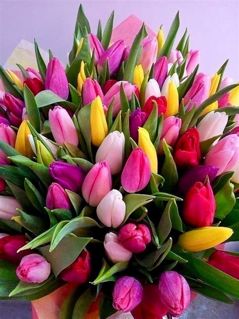 Buon compleanno fiori tulipani / pin di caterina costi su buon compleanno | fiori di. Pretty di Faith Mader | Tulipani, Fiori, Natura