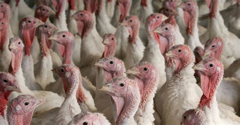 Check spelling or type a new query. How many turkeys are eaten on Thanksgiving? | Metro News