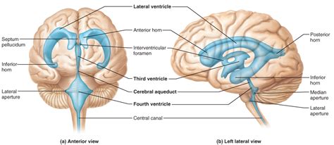 Rostral (toward the in the picture above we see the spinal cord and its nerve roots as everything in yellow with the bony vertebral arches removed. The Brain | Brain diagram, Nervous system anatomy, Central ...