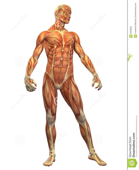 Named for its origin and insertion, it. Human Body Muscle - Male Front Stock Illustration ...