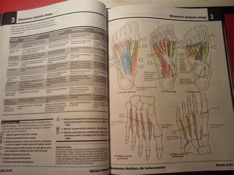 Kolorowanki gacha life 50 darmowych kolorowanek do druku from raskrasil.com. Kolorowanka Anatomiczna Nettera Pdf