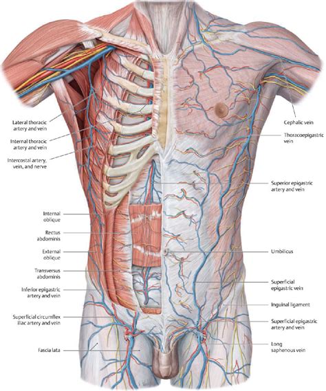 The external obliques, the internal obliques, the transversus abdominis, and the rectus abdominis (figure 1, figure 2, and table 1). Figure 2 from Introduction to chest wall reconstruction ...
