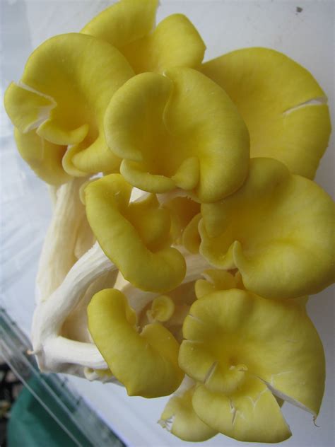 Check spelling or type a new query. Yellow Oyster Mushrooms | Columbus Food Adventures ...