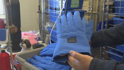 Learn more about how the government is ensuring the safety. Maine company makes gloves needed to handle Pfizer COVID ...