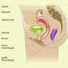 Weibliche geschlechtsorgane klasse 8 frontansicht / als pdf/word mit lösung mehr erfahren. weibliche Geschlechtsorgane in Biologie | Schülerlexikon ...