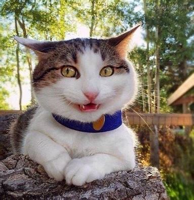 Peanut is a perfectly acceptable cat name that also doubles as a salty nut. 55 Hilarious Cat Names For Dumb Cats | PetPress