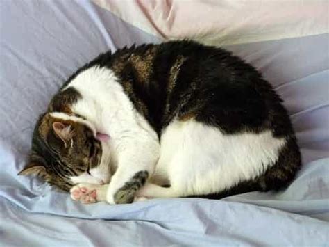 Genetically, some cats are more prone to snoring than others. Is It Normal for Cats to Snore? - Pet Health