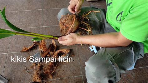 Perbaikan cara budidaya kelapa sawit bisa dimulai dengan memenuhi syarat tumbuh kelapa sawit. Cara Guna bahan terbuang tanam bonsai kelapa - YouTube