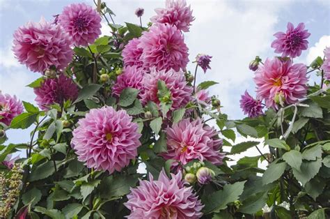 She would have observed her 32nd. Dahlia Sky Stock Photos - Download 1,399 Royalty Free Photos