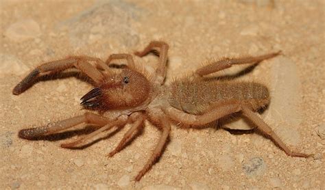 Camels have long been domesticated and, as livestock, they provide food (milk and meat) and textiles (fiber and felt from hair). camel spiders | Animals