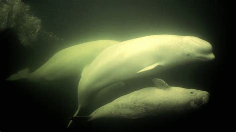 Последние твиты от orcas (@orcas). Walarten - Tiere im Wasser - Natur - Planet Wissen