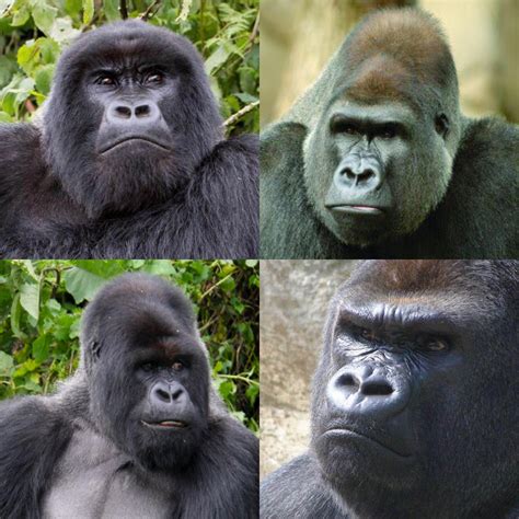 Tomas holes opens the scoring for czech republic against the 10 man netherlands, as the czechs beat the dutch in the first shock of the knockout stages of euro 2020. Gorillas always look like they're about to meet their ...