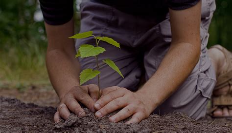 Tree plantation alludes to planting trees at a spot. Introduction of tree plantation. Tree Plantation Paragraph. 2019-01-31