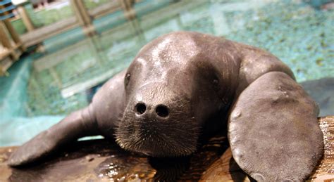 Snooty The Manatee Has Passed Away In Tragic Aquarium Accident