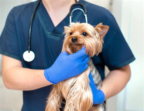 Check poison symptoms, diagnosis & treatments. Atlantic Coast New York Veterinary Specialists | Long ...