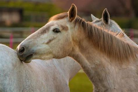 Cómo se reproducen o aparean los caballos y yeguas ✅.conoce cómo es la monta o cruce, su gestación y el nacimiento del potro ¡entra ya! ¿Cómo se reproducen los caballos? - Monta, gestación y nacimiento