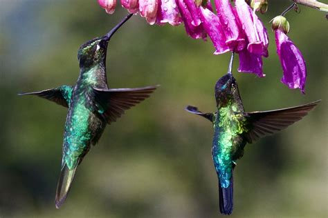 I've been observing hummingbirds for many years, hoping to discover their favorite flowers. two hummingbirds under purple flower photo - Free Bird ...