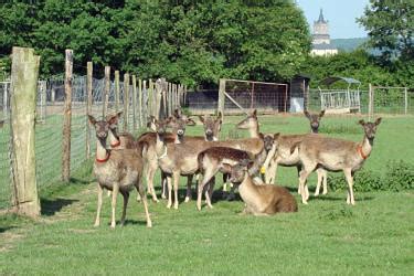 März ideen rund um frühling und osterfest. Nachwuchs bei den Neumühle-Riswicker-Damtieren - Haus ...