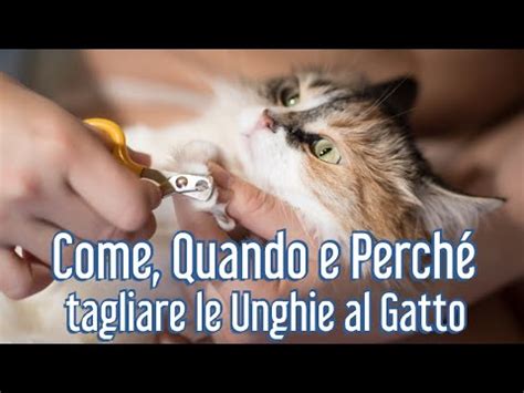 Purtroppo i gatti tendono spesso ad affilare le unghie ovunque in casa, rovinando mobili, tende e tappezzeria: Perché, Quando e Come tagliare le unghie al Gatto ...