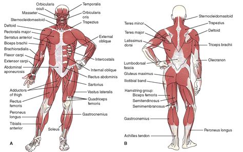 What are the functions of the female body? Diagram Of Muscular System - koibana.info | Muscle diagram ...