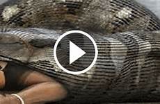 snake eats girl alive